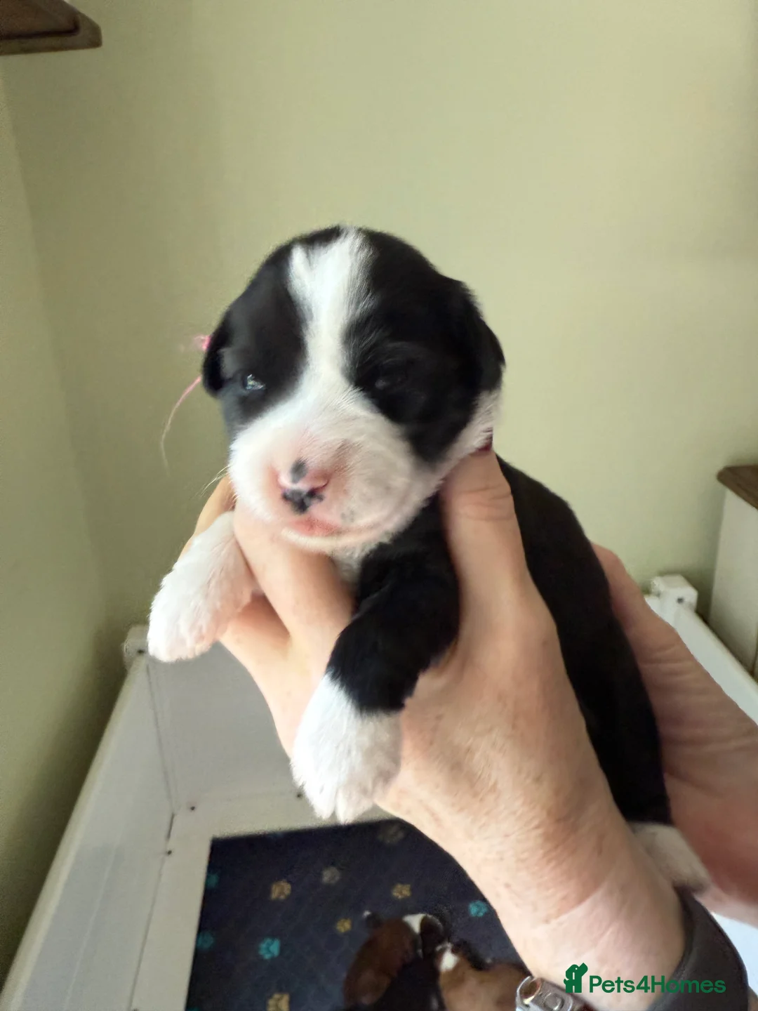 Tibetan Terrier dogs for stud: Tibetan Terrier for Stud Duties - Advert 11