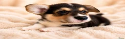 Welsh Corgi Pembroke dogs for sale: KC Registered Pembroke Welsh Corgi Puppies - Advert 17