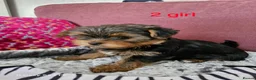 Yorkshire Terrier dogs for sale: 1  girls Yorkshire terrier puppie sale. - Advert 2