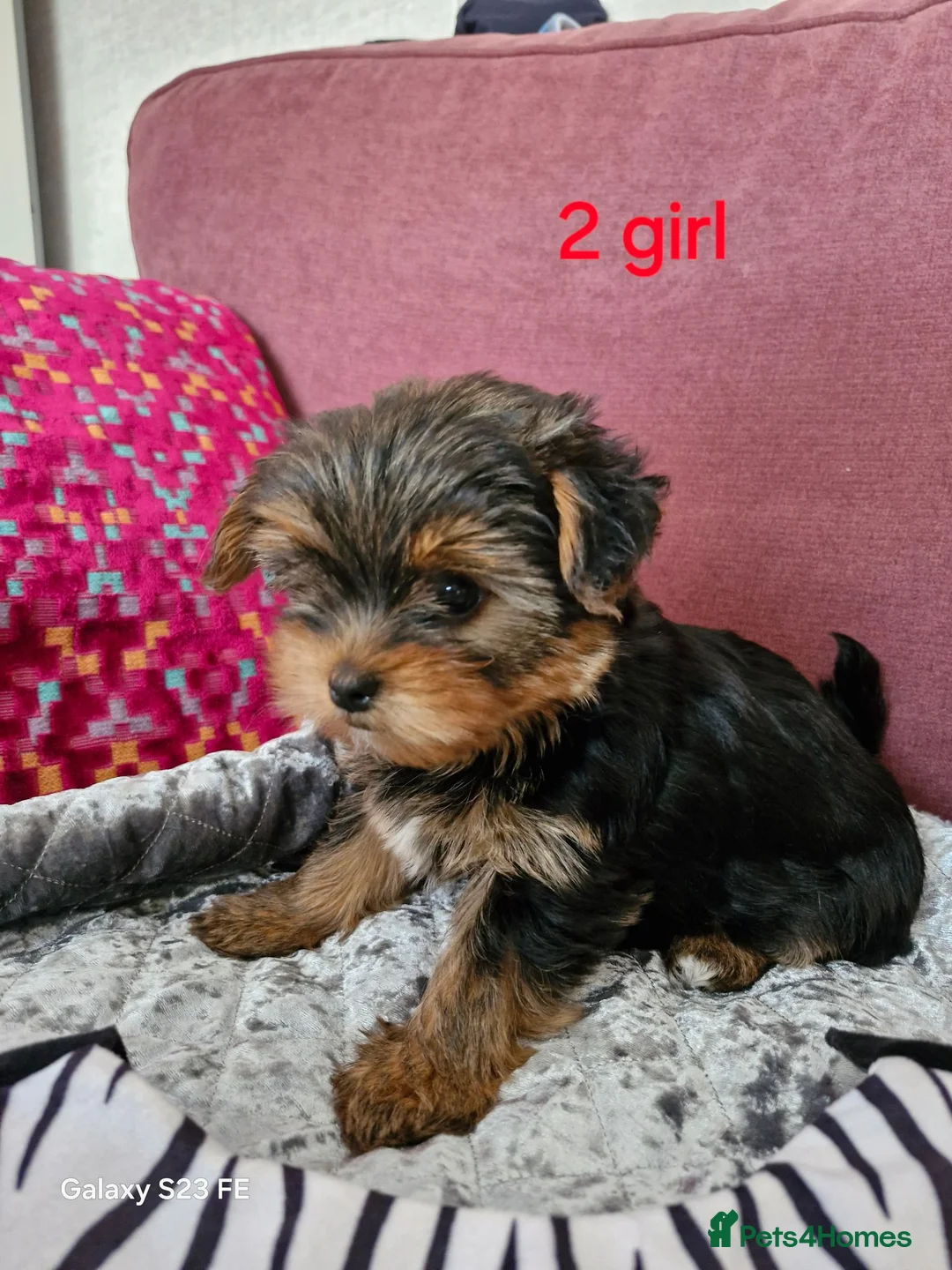 Yorkshire Terrier dogs for sale: 1  girls Yorkshire terrier puppie sale. - Advert 2