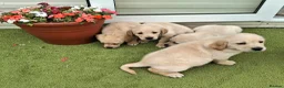 Goldador dogs for sale: Goldador Puppies  - Advert 18