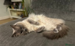 Ragdoll cats for stud: Beautiful Blue point ragdoll for stud  - Image 3