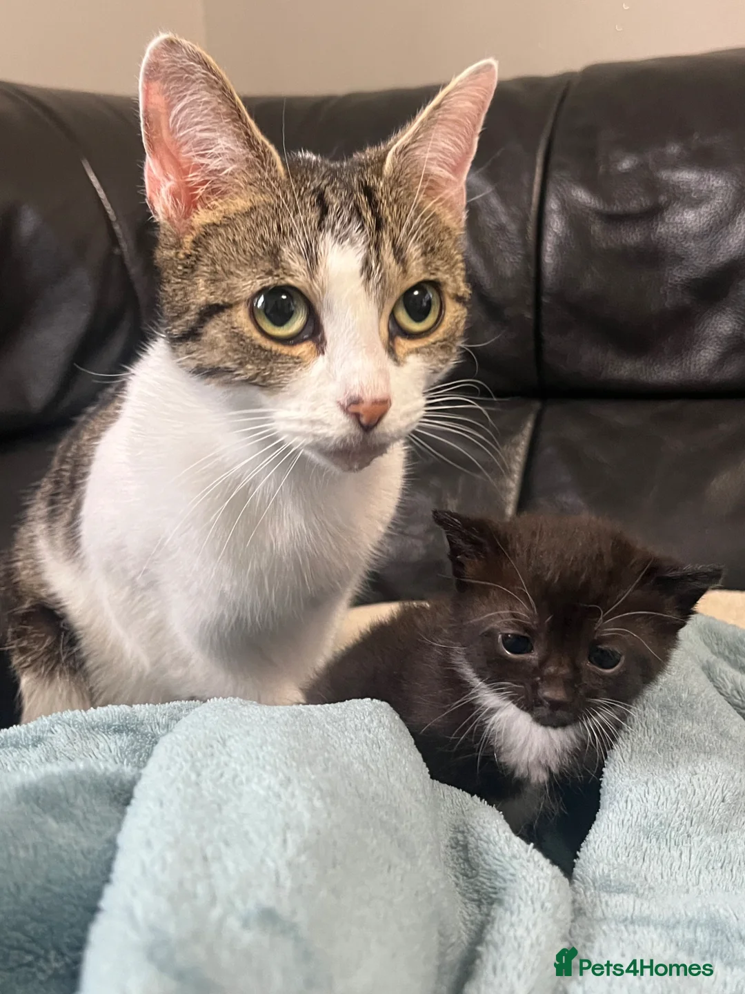 Mixed Breed cats for sale: Kittens tabby and black and white  - Advert 1