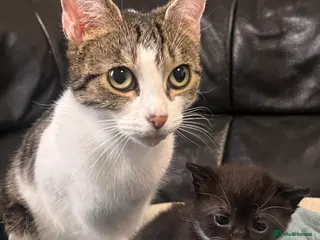 Mixed Breed cats Kittens tabby and black and white - Advert 2