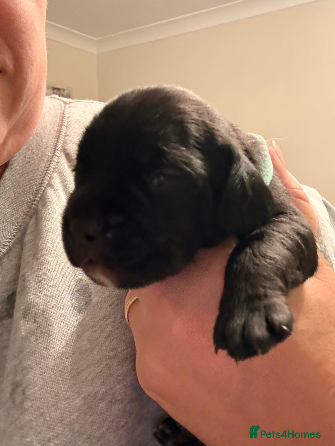 Mixed Breed dogs for sale: French bulldog cross puppies - Advert 4