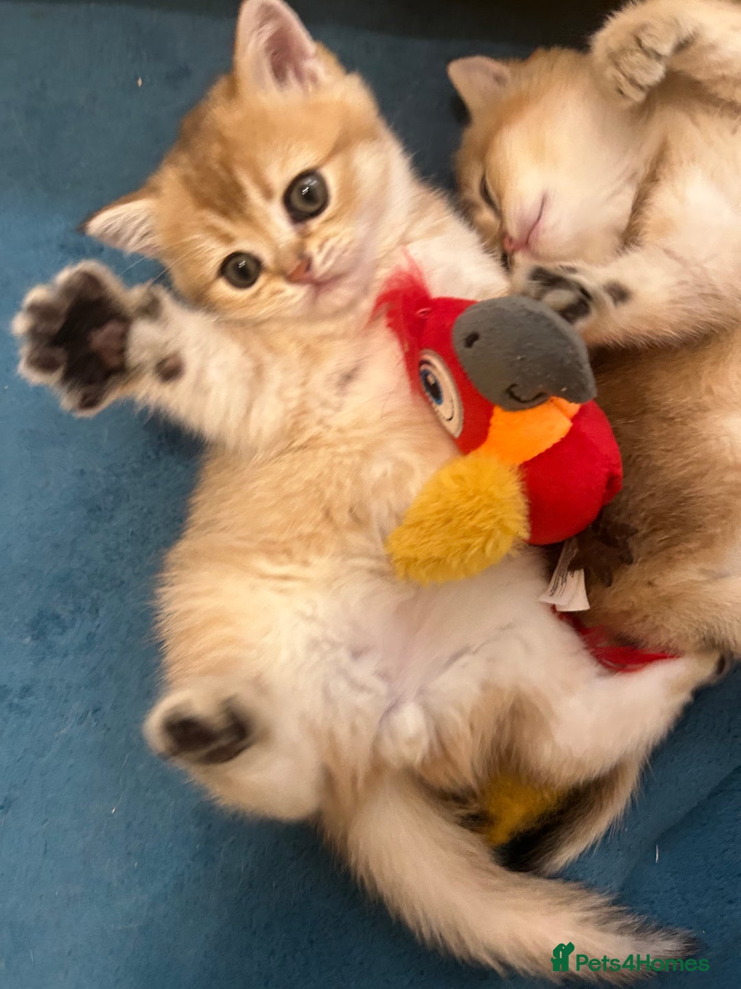 Scottish Fold cats for sale: Gold chinchilla baby’s available  - Advert 12