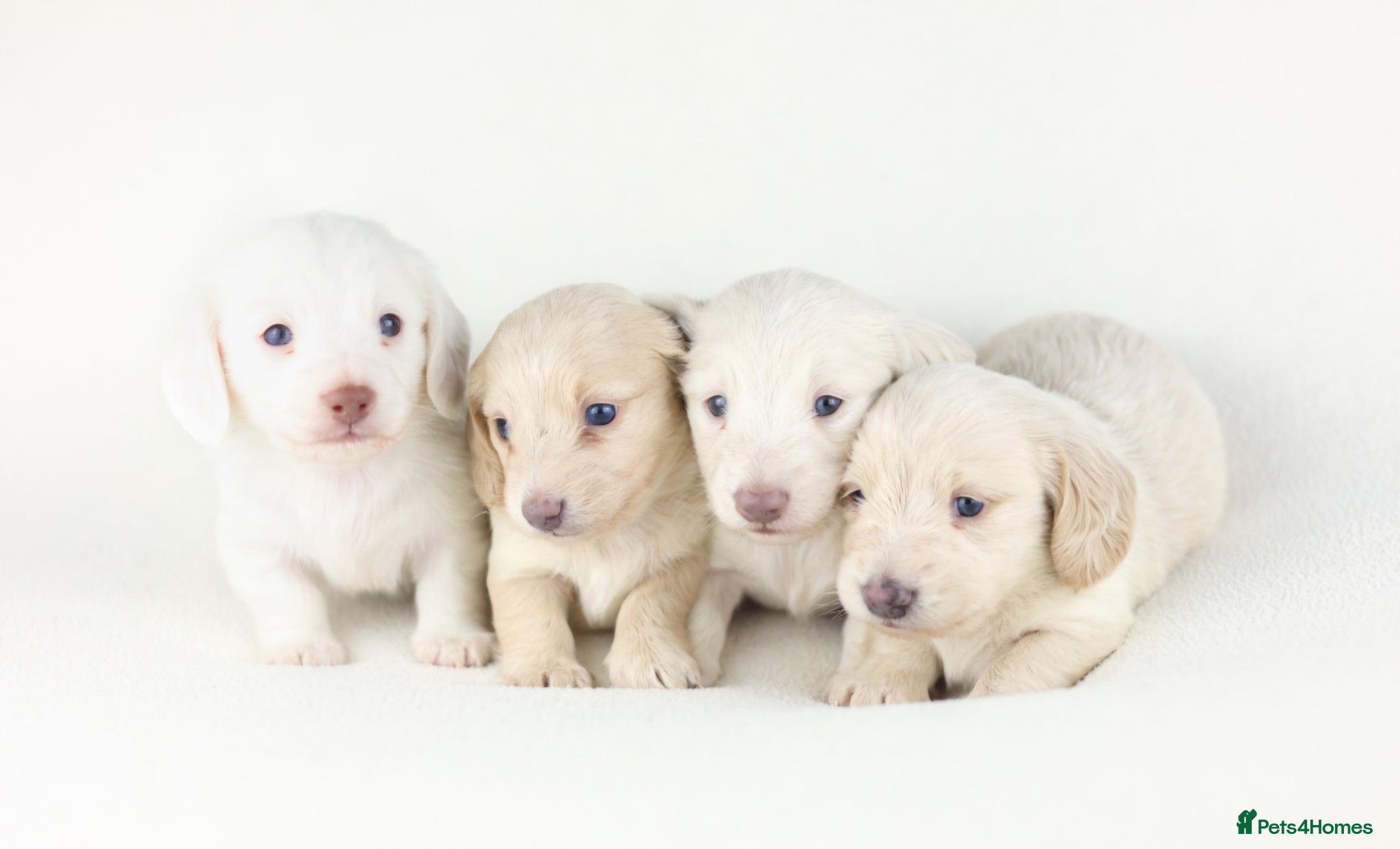 Miniature Dachshund dogs for sale: 🤍KC Reg Longhair miniature cream daschunds🤍 - Advert 1