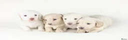 Miniature Dachshund dogs for sale: 🤍KC Reg Longhair miniature cream daschunds🤍 - Advert 1