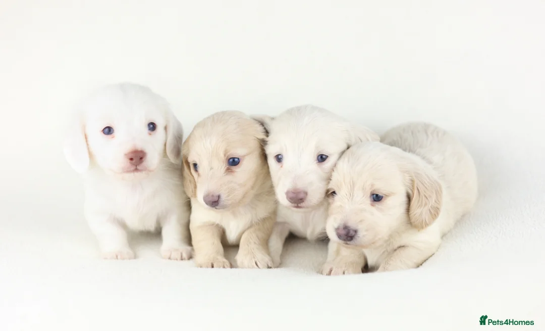 Miniature Dachshund dogs for sale: 🤍KC Reg Longhair miniature cream daschunds🤍 - Advert 1
