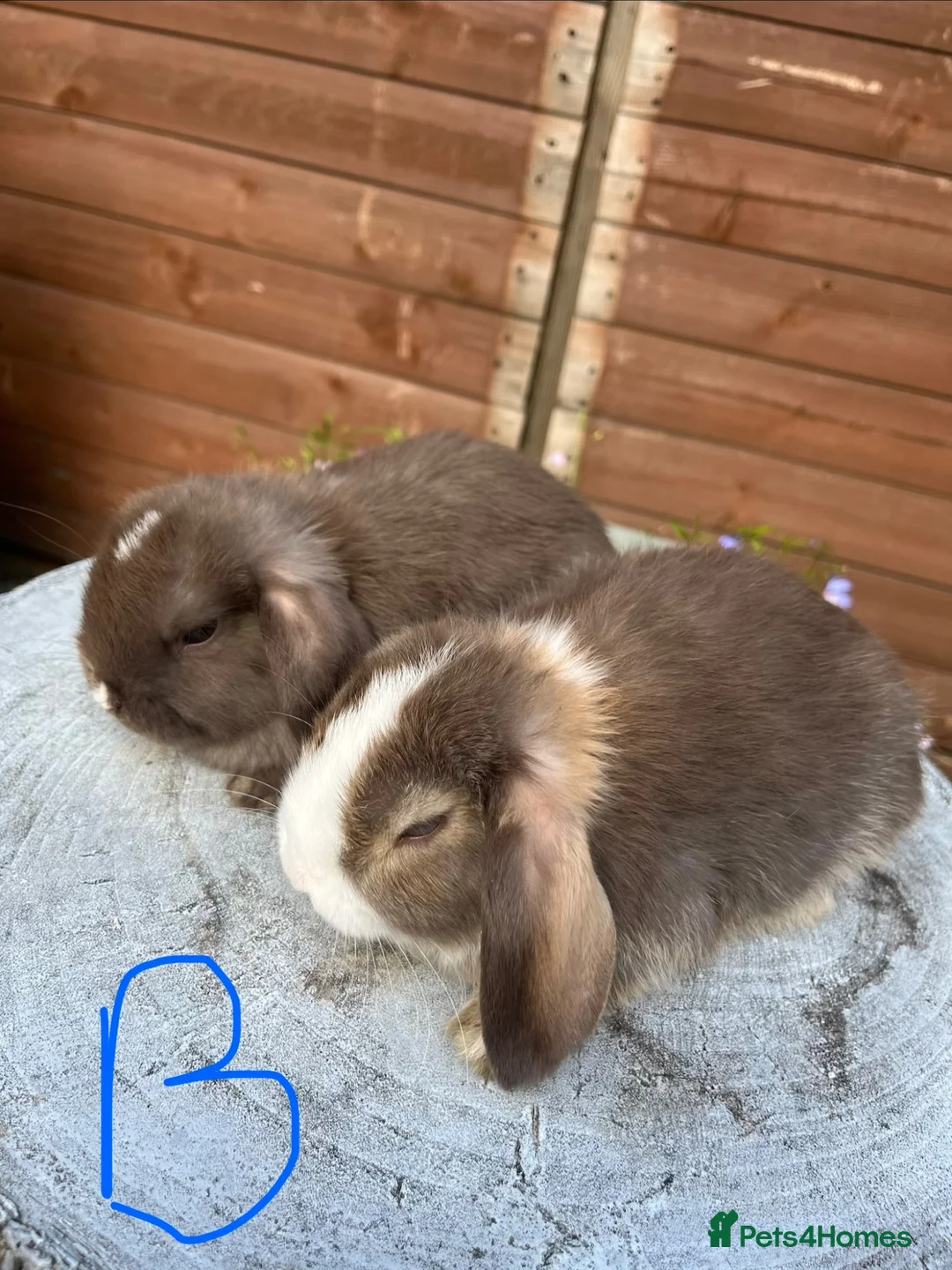 Mini Lop rabbits for sale: Gorgeous mini lops  - Advert 11