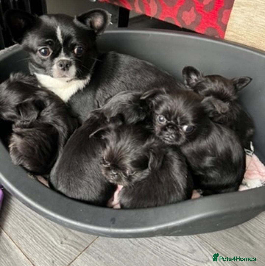 Mixed Breed dogs for sale: Chihuahua, Brussels Griffon cross pups - Image 9