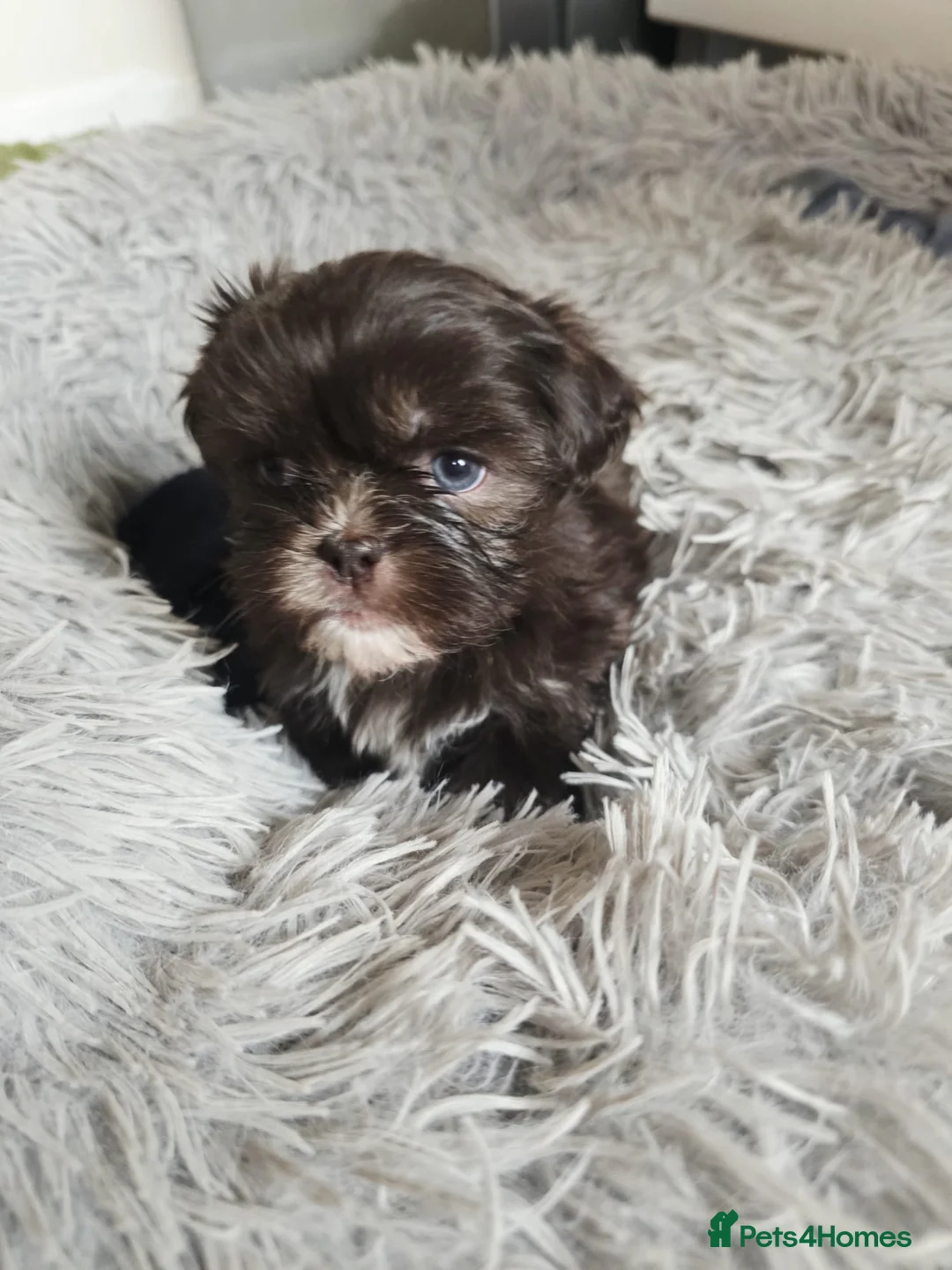Shih Tzu dogs for sale: 5 adorable Shihtzu puppies  - Advert 2