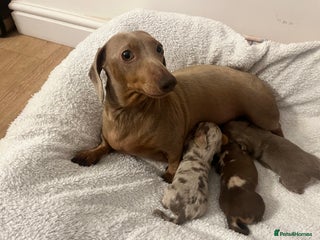 Miniature Dachshund dogs Miniature dachshund (short haired) - Advert 1