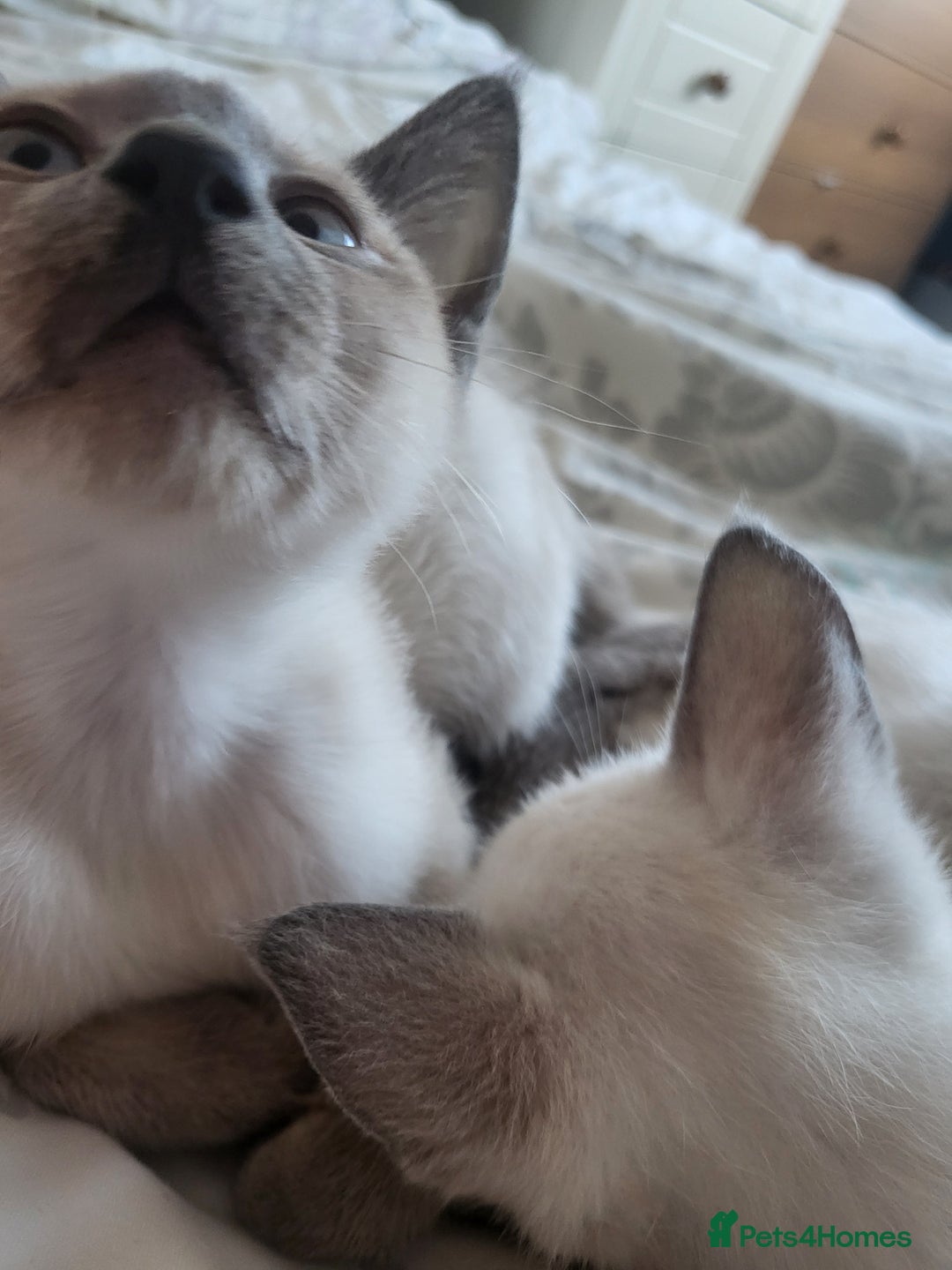 Snowshoe cats for sale: Rare Pedigree TICA Snowshoe Kittens -ONLY ONE LEFT - Advert 18