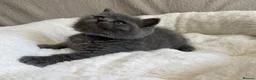British Shorthair cats for sale: GCCF Blue BSH chunky champion lines - Advert 11