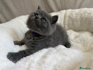 British Shorthair cats GCCF Blue BSH champion lines ready 17 July - Advert 1