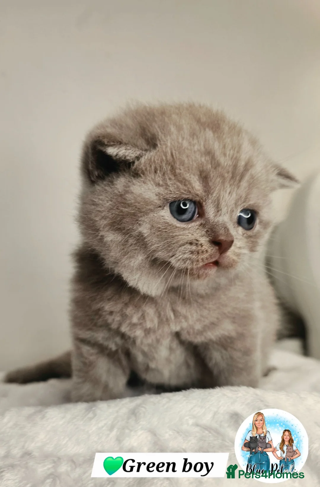 British Shorthair cats for sale: 3 Beautiful Lilac British short hair kittens  - Advert 1