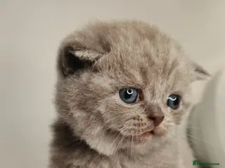 British Shorthair cats 3 Beautiful Lilac British short hairs / Ready Sept - Advert 4