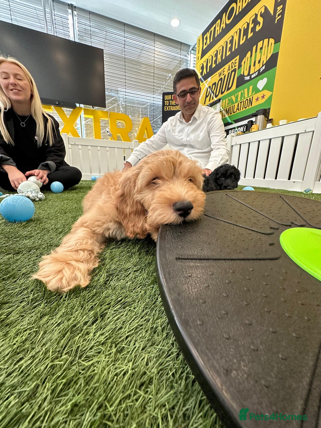 Irish Doodle dogs for sale: Toy Irish Doodle Puppies,1st vac and ready to go!  - Image 30