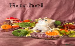 British Shorthair cats for sale: LAST ONE - Show Quality Kittens - Image 3