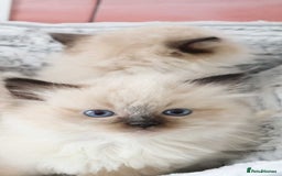 Ragdoll cats for sale: INDOOR FULL PEDIGREE RAGDOLL KITTENS - Image 22