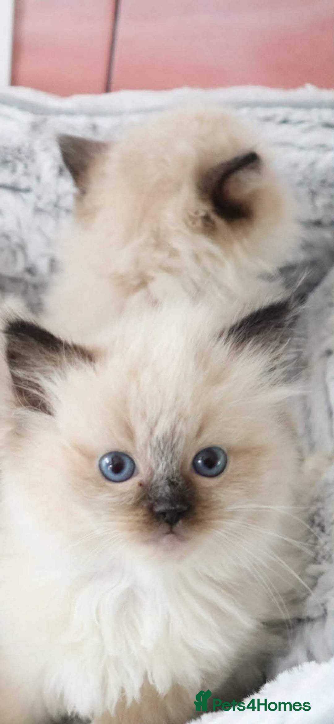 Ragdoll cats for sale: INDOOR FULL PEDIGREE RAGDOLL KITTENS - Image 22