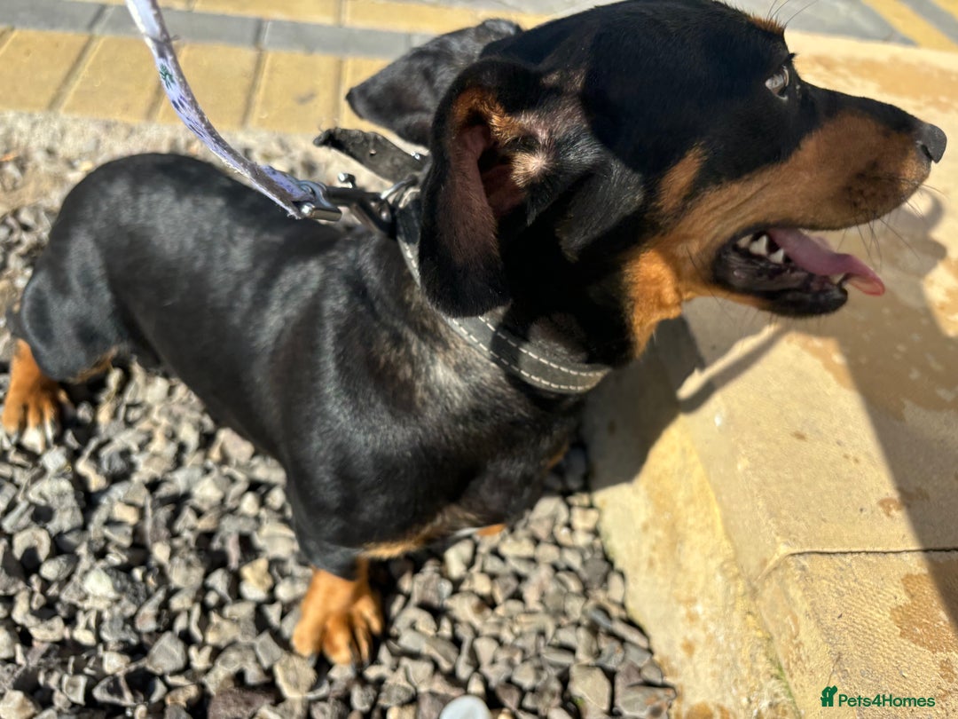 Mixed Breed dogs for sale: Jack Russell x Dachshund  - Image 8