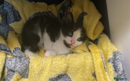 Mixed Breed cats for sale: Three energetic kittens: Noodle, Peanut and Daisy - Advert 36