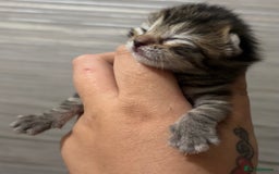 Mixed Breed cats for sale: 4 beautiful mixed kittens  - Image 5