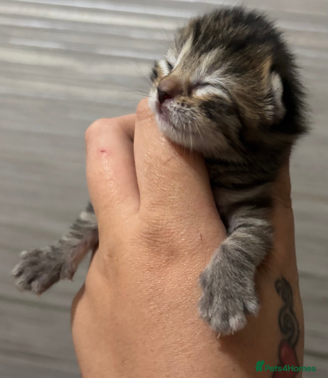 Mixed Breed cats for sale: 4 beautiful mixed kittens  - Image 5