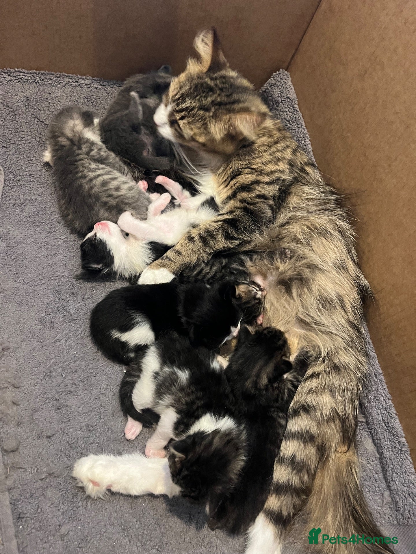 Mixed Breed cats 5 beautiful kittens ready for their forever homes  - Advert 7