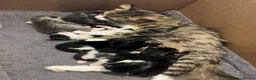 Mixed Breed cats for sale: 5 beautiful kittens ready for their forever homes  - Advert 1