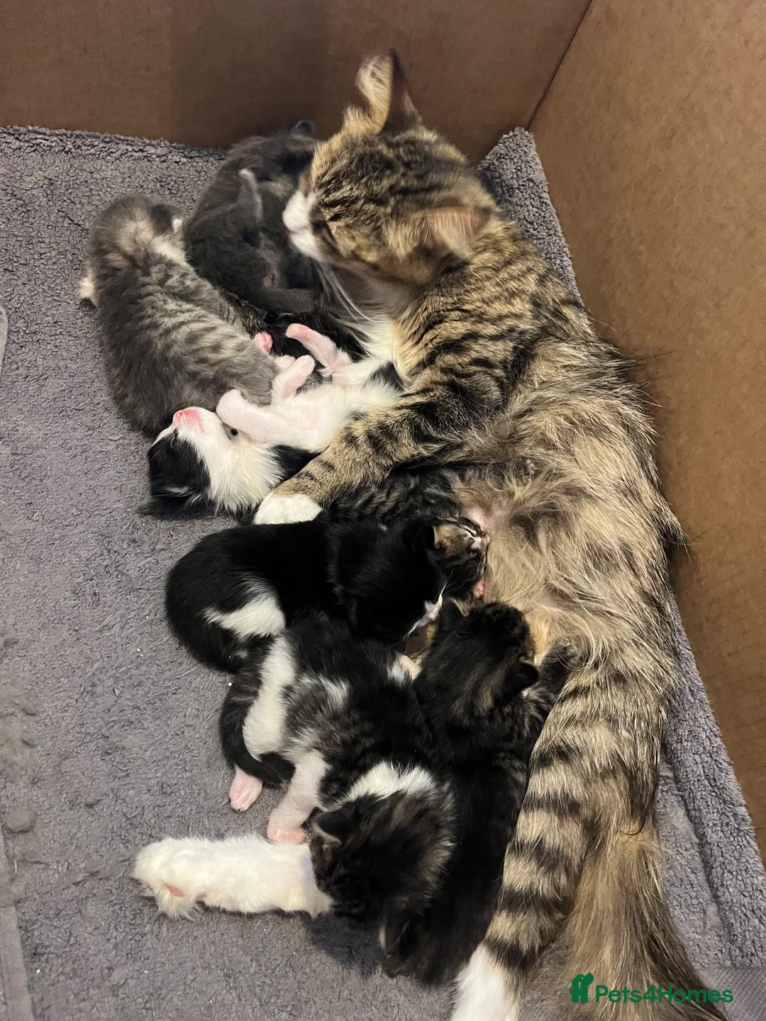 Mixed Breed cats for sale: 5 beautiful kittens ready for their forever homes  - Advert 1