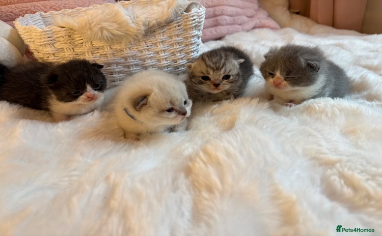 British Shorthair cats - Advert 5