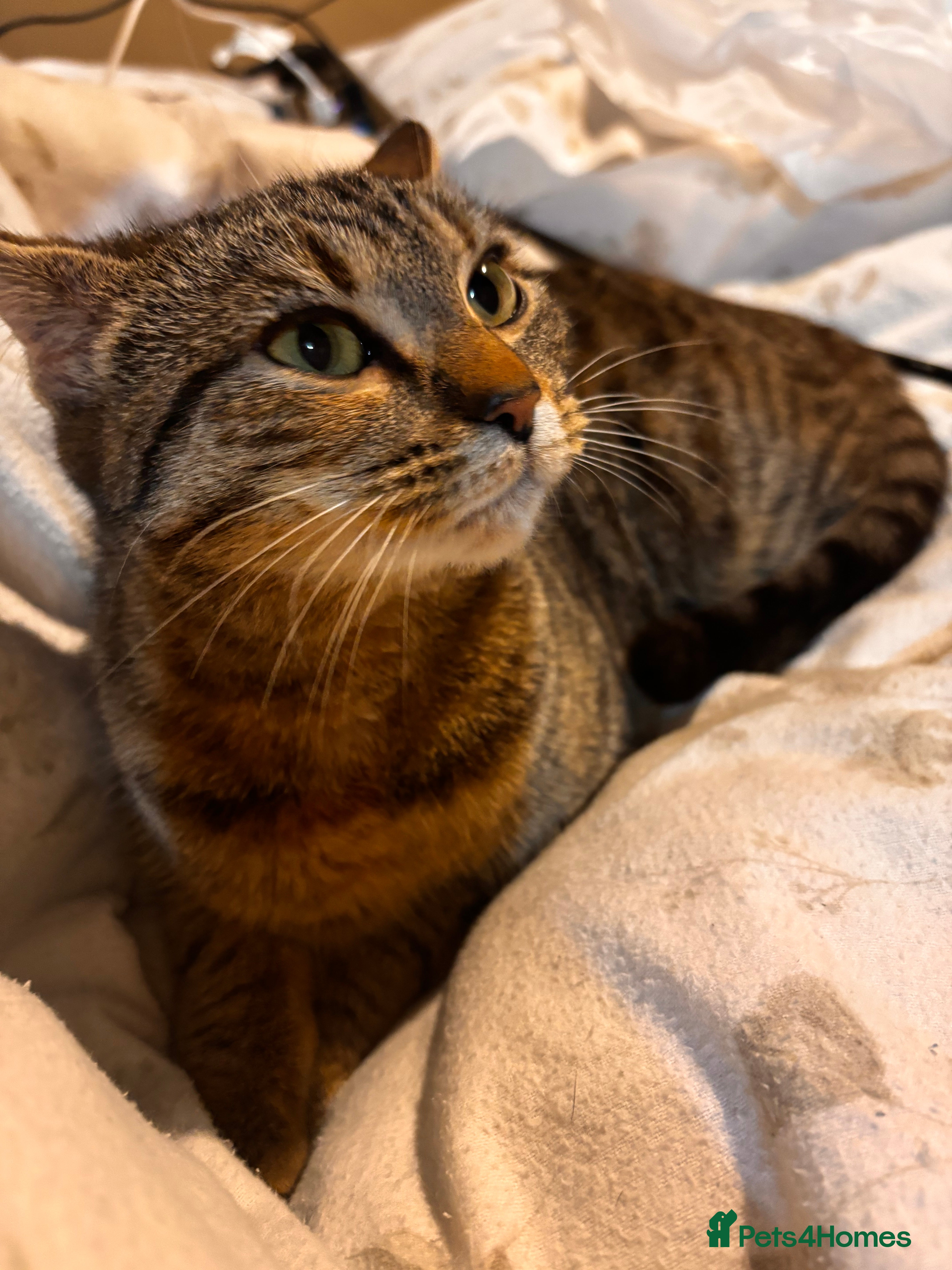 Mixed Breed cats This is Dolly 6 month old tabby cat - Advert 1