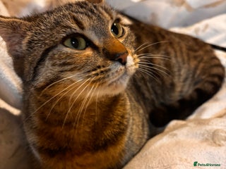 Mixed Breed cats This is Dolly 6 month old tabby cat - Advert 1