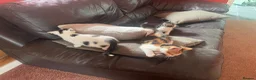 Mixed Breed cats for sale: 4 kittens looking for their forever homes  - Advert 1