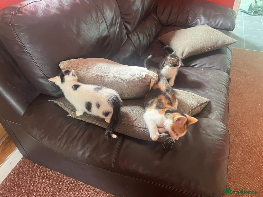 Mixed Breed cats for sale: 4 kittens looking for their forever homes  - Advert 1