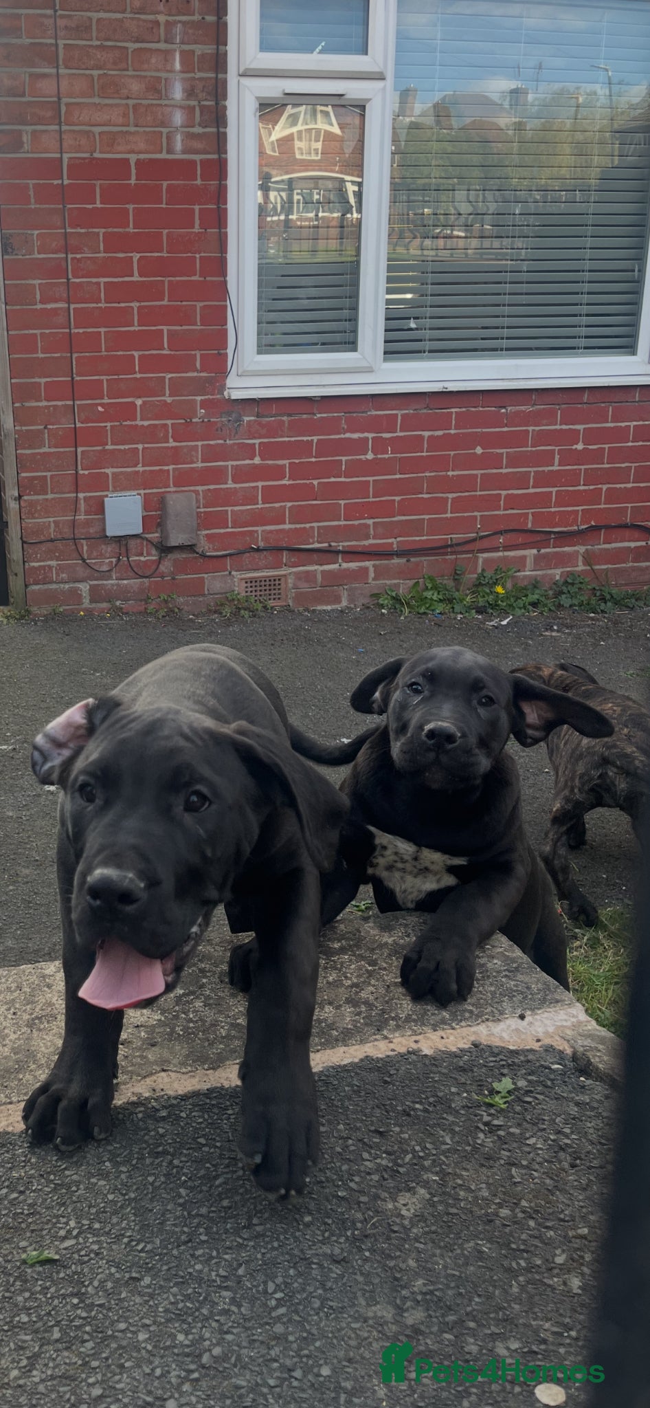 Presa Canario dogs Presa Canario puppies 5left REDUCED  - Advert 1