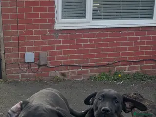 Presa Canario dogs Presa Canario puppies 5left REDUCED - Advert 1