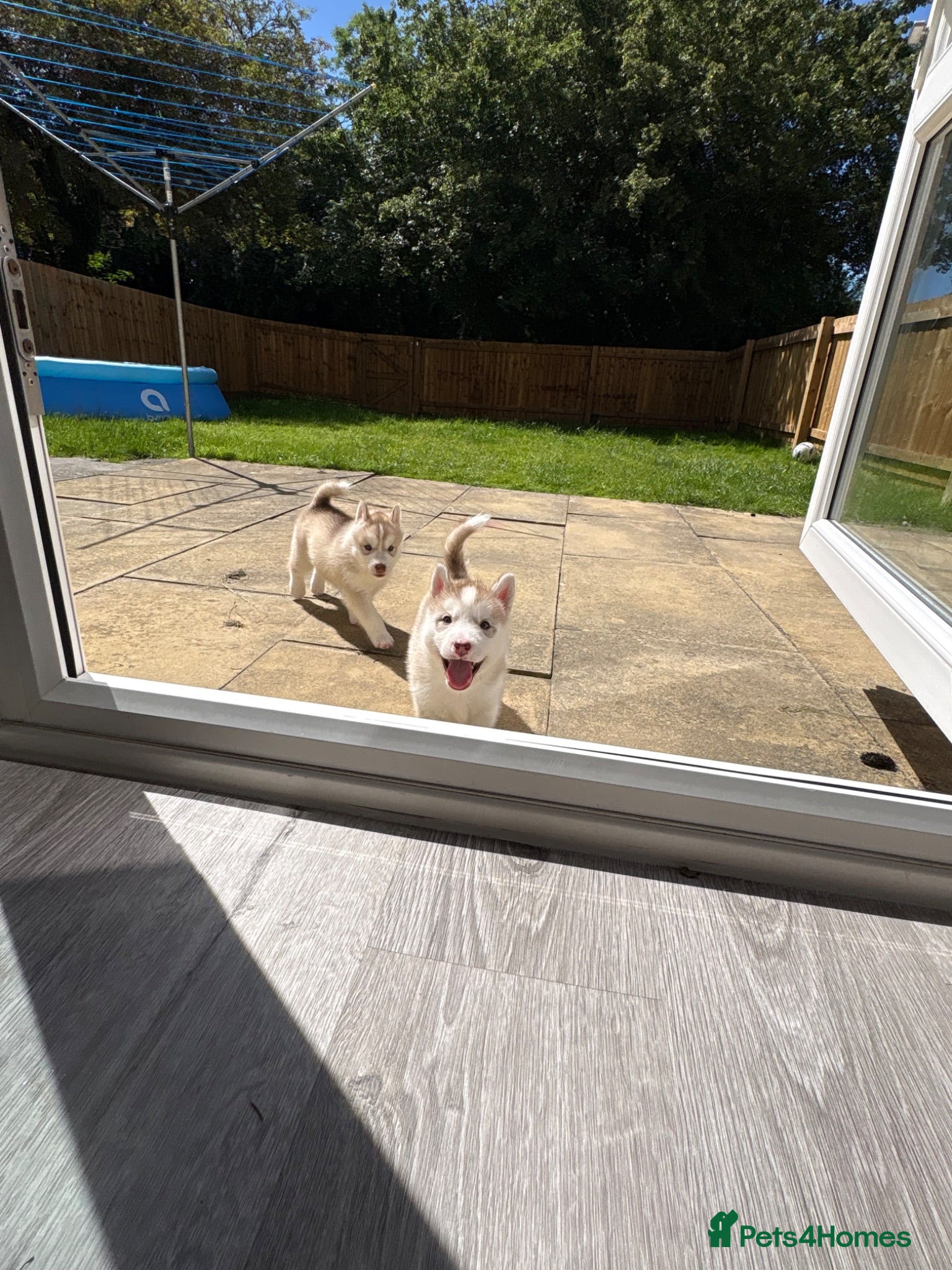 Siberian Husky dogs Siberian husky puppies purebred - Advert 4