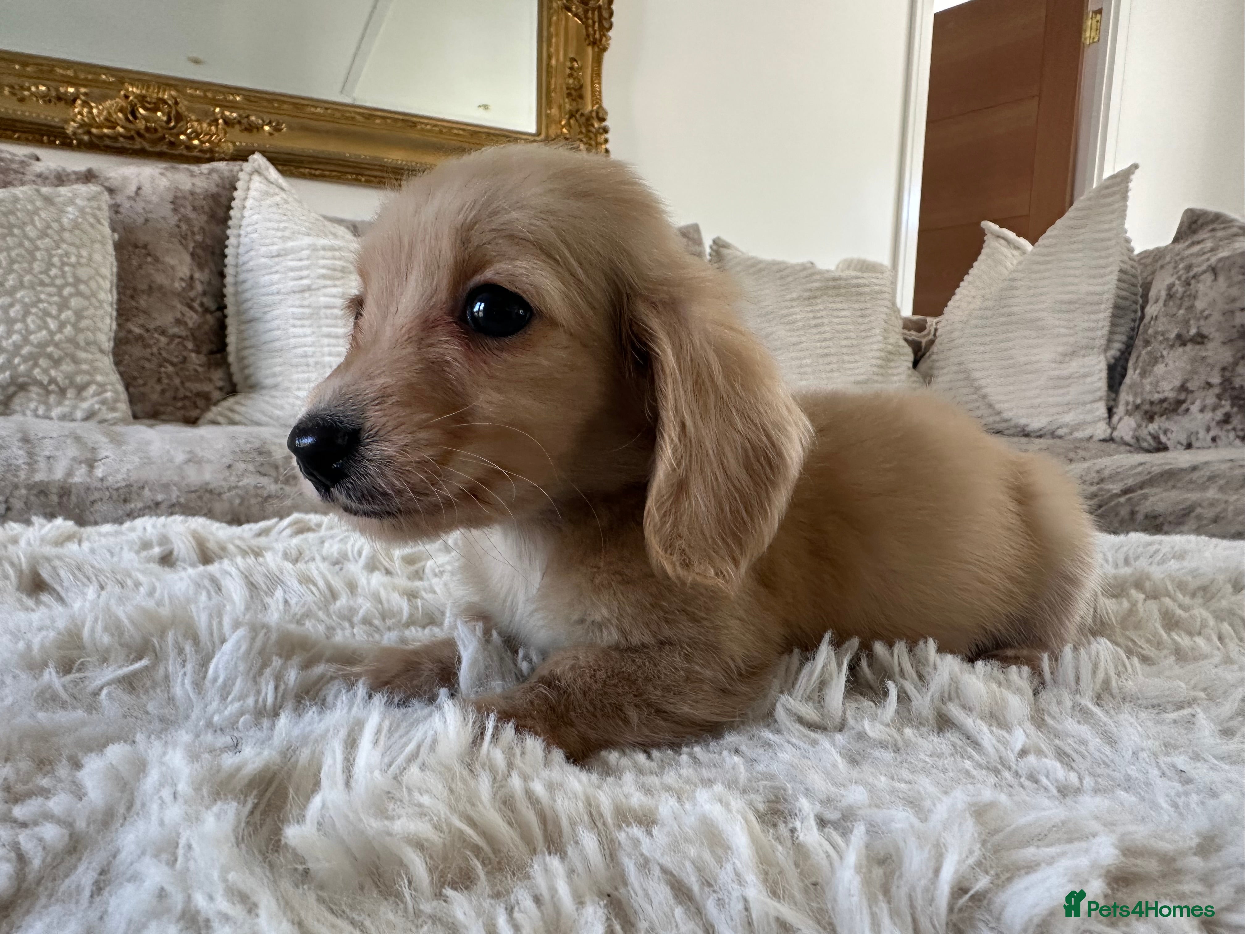 Miniature Dachshund dogs 👑 ✨MINI CREAM DACHSHUNDS✨👑 - Advert 5