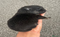 Pomeranian dogs for sale: Unique, extremely rare Pomeranian puppies ✨ - Image 25
