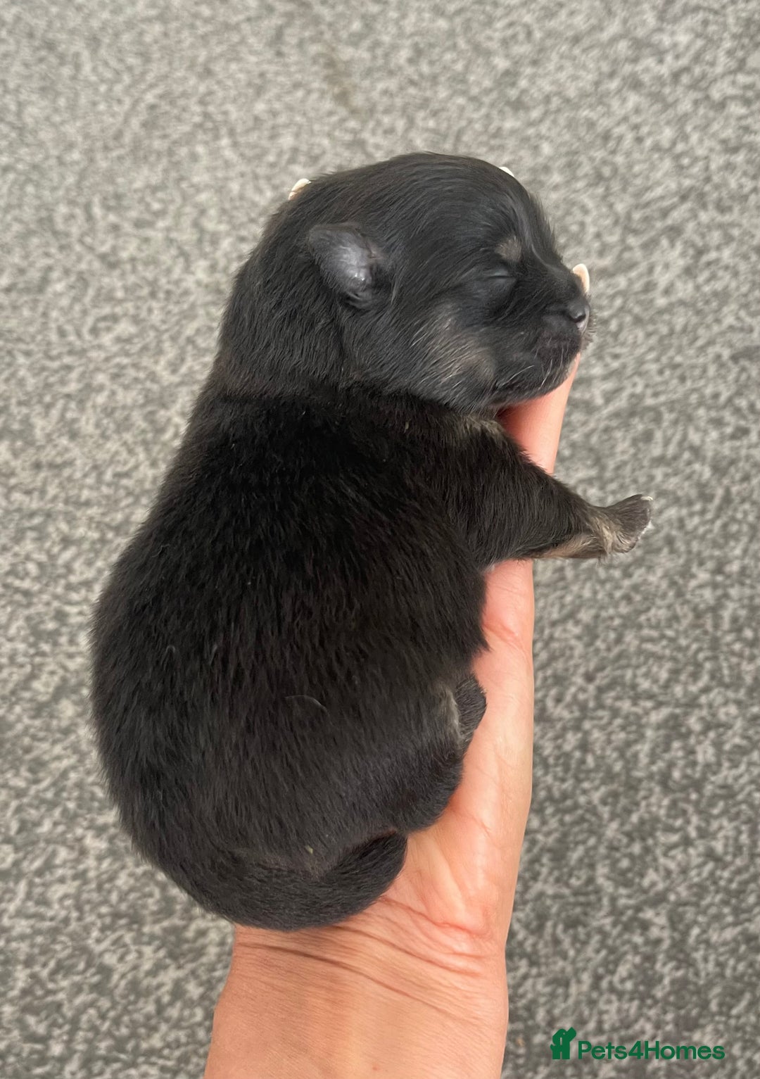 Pomeranian dogs for sale: Unique, extremely rare Pomeranian puppies ✨ - Image 25