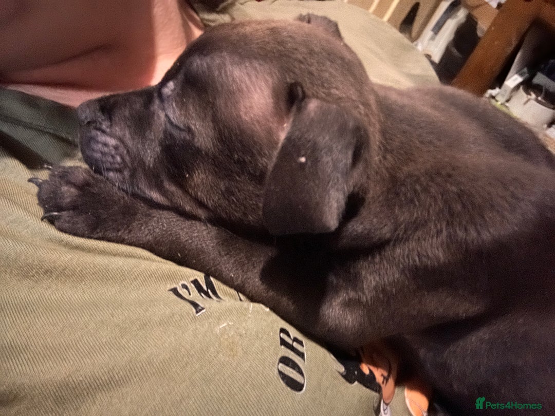 Staffordshire Bull Terrier dogs for sale: GORGEOUS STAFFY PUPPES 8WeeK. - Image 4