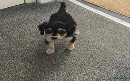 Mixed Breed dogs for sale: Two Jack Russell mixed breed puppies  - Image 7