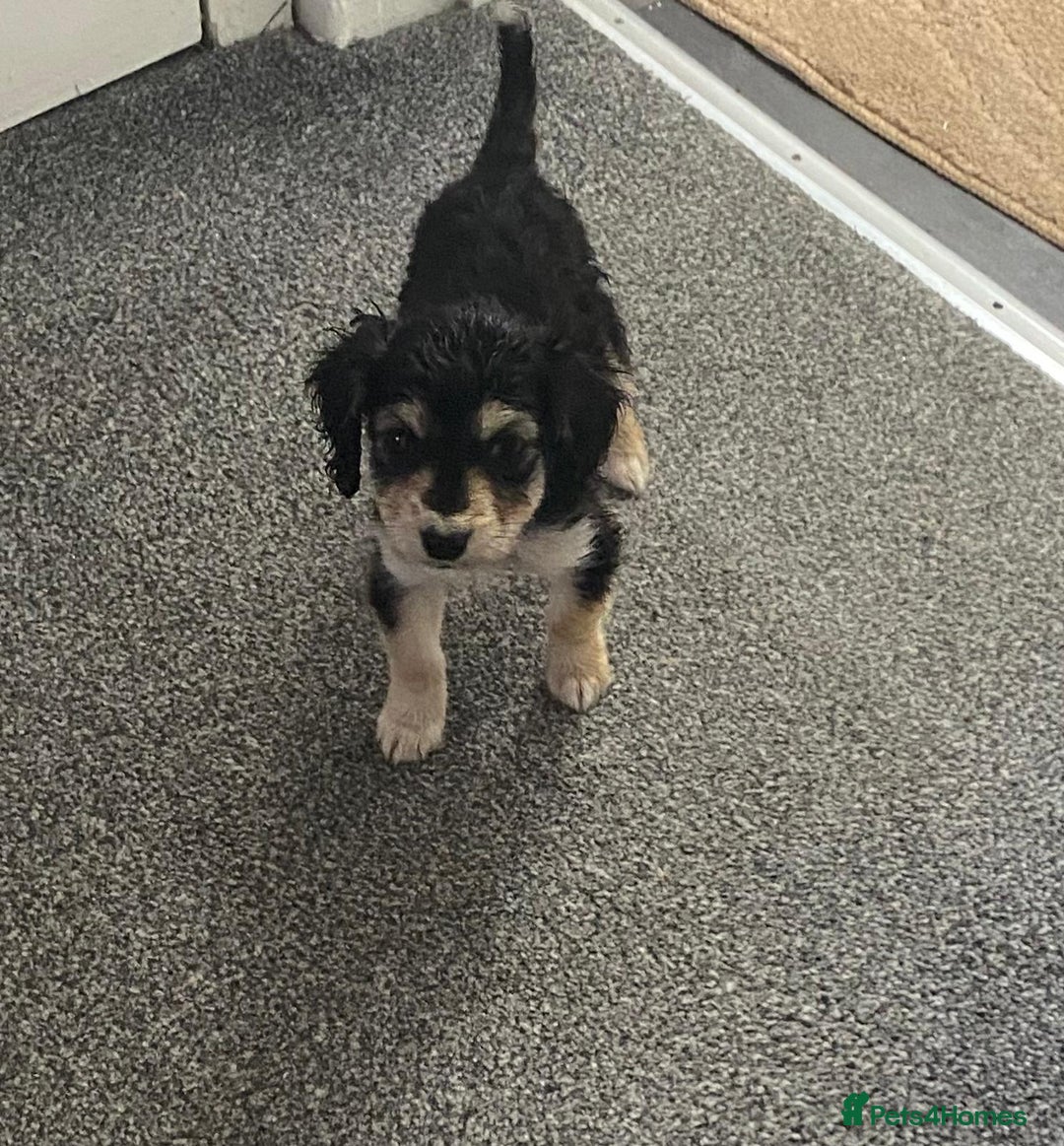 Mixed Breed dogs for sale: Two Jack Russell mixed breed puppies  - Image 7