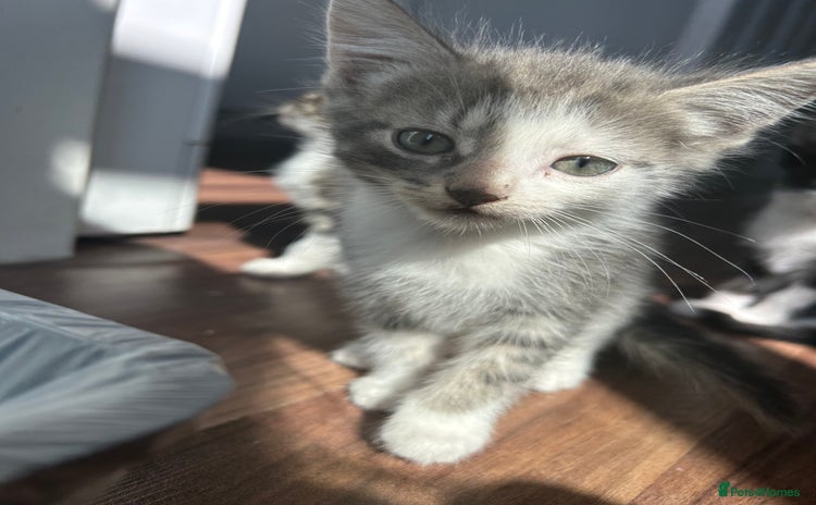 Mixed Breed cats - Advert 16
