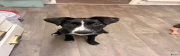 Mixed Breed dogs for sale: Rehoming 9 month puppy - Advert 7