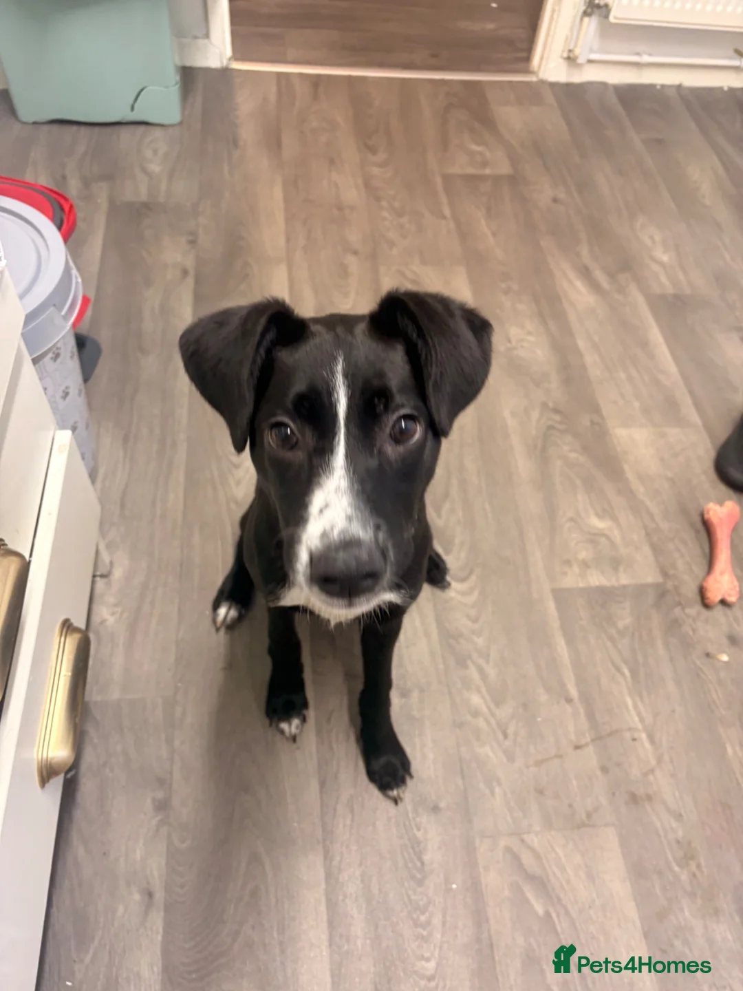 Mixed Breed dogs for sale: Rehoming 9 month puppy - Advert 7